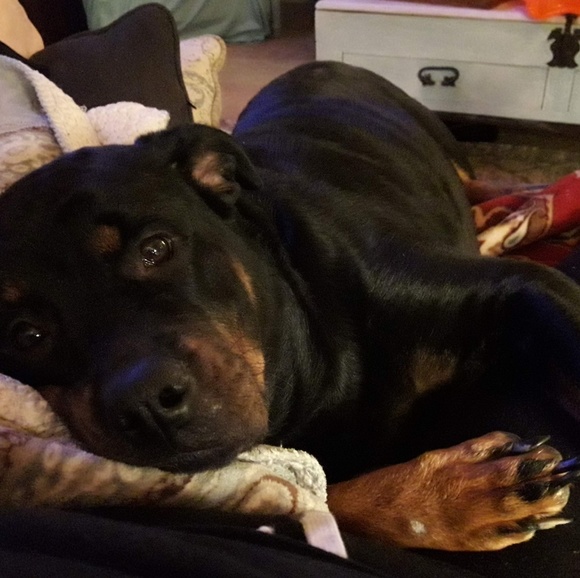 Meet your Posher, Tricia - Picture 2 of 6